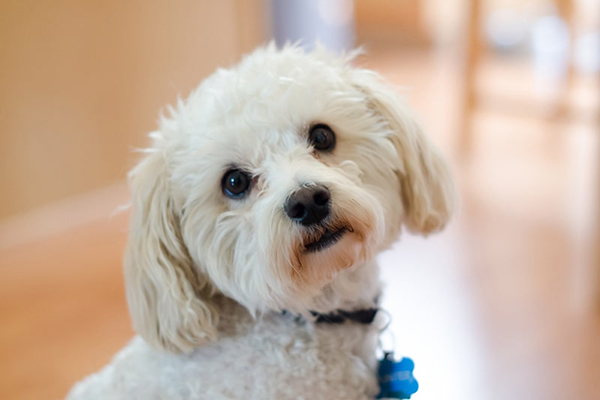 慢云小犬痴，日久通人语